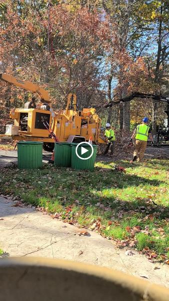Dillon Tree Service