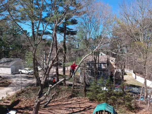 Gibbons Tree Service Inc