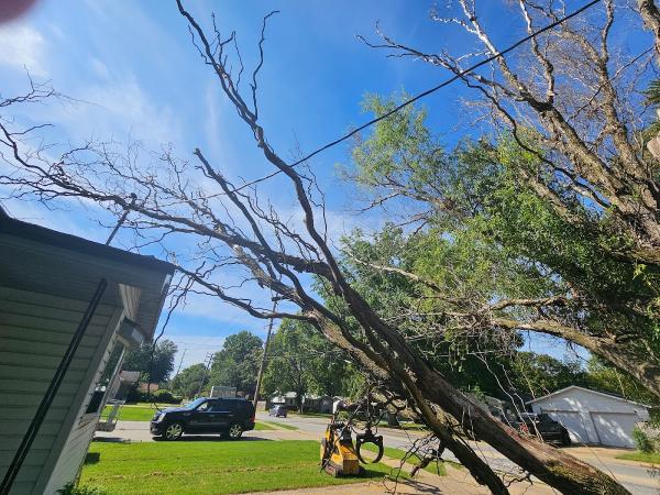 Joe's Tree Service