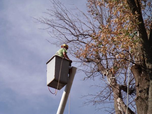 Joe's Tree Service
