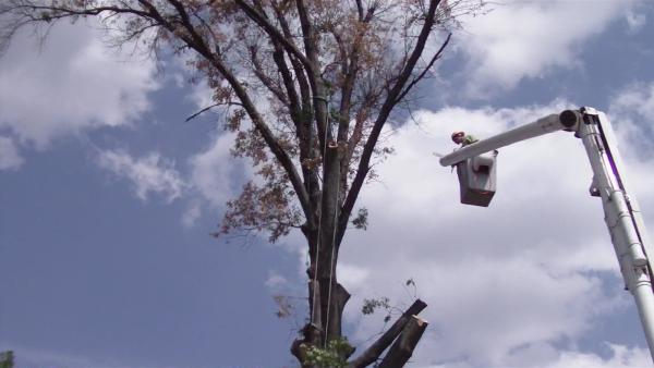 Joe's Tree Service