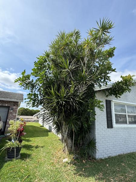 All Brothers Tree Service