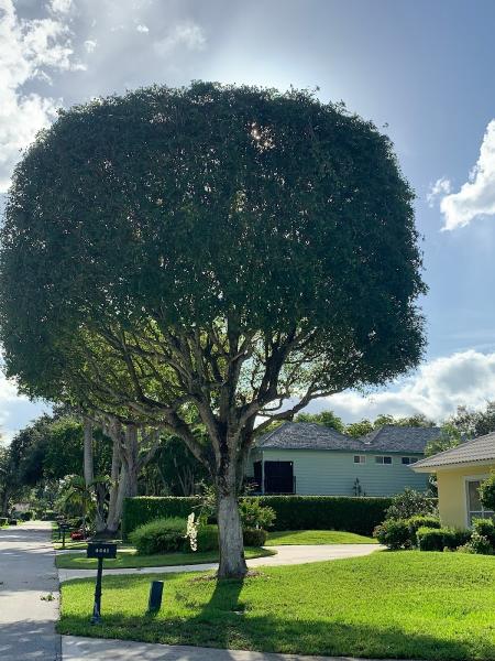 All Brothers Tree Service