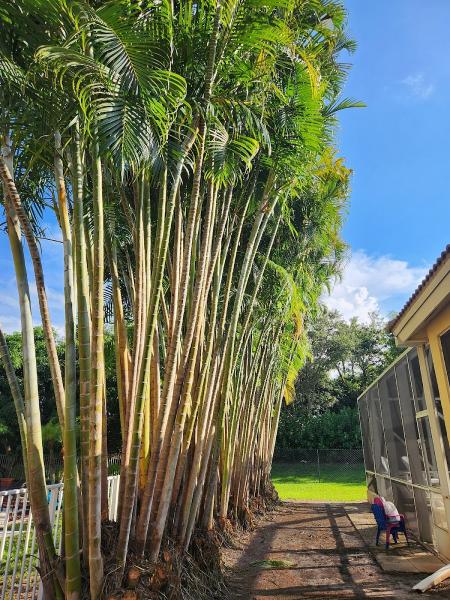 All Brothers Tree Service