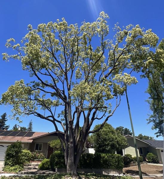 Emerald View Tree Service