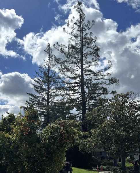 Emerald View Tree Service