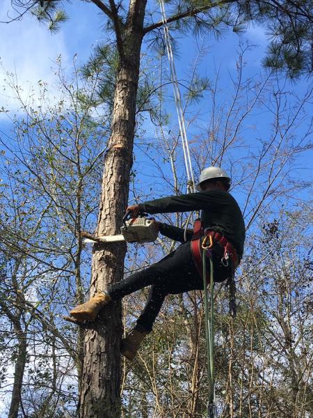 Texas Tree Elite LLC