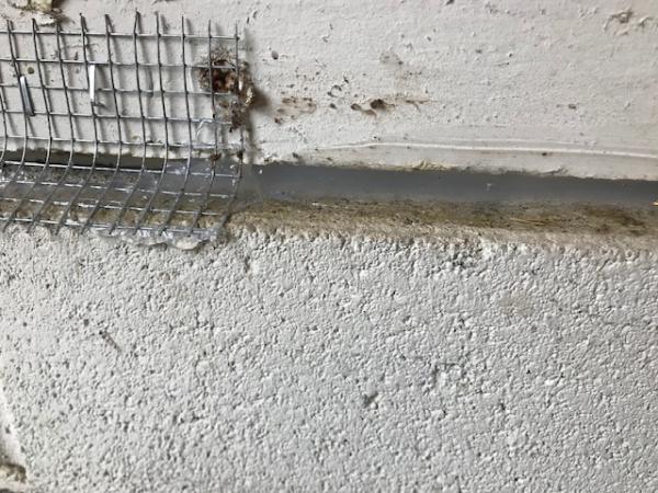 Rainbow Pest Experts