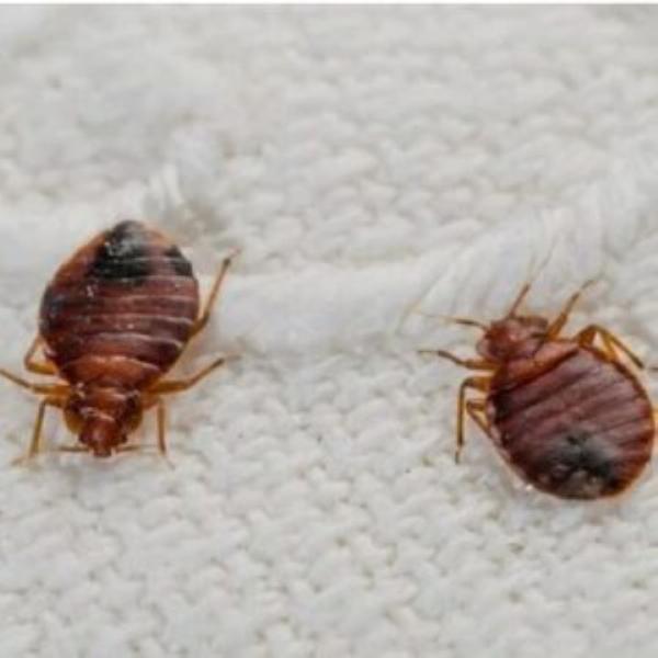 First Solutions Pest & Home Services