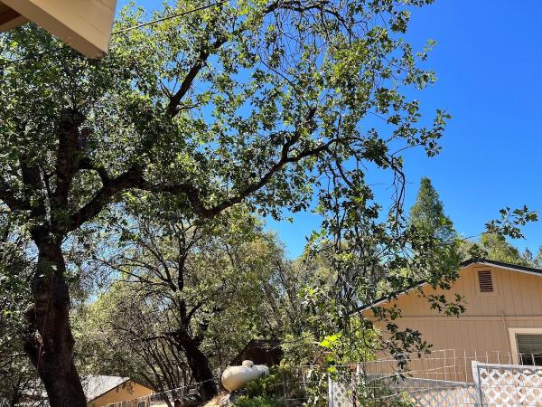 Northcali Landscaping & Tree Services Llc