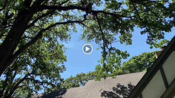 Kelley Tree Service