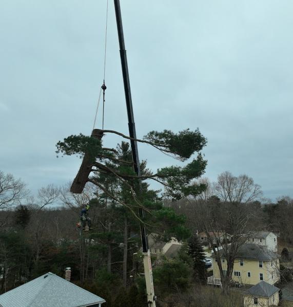 Brothers Tree Services & Landscape