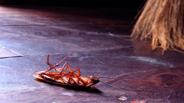 Killo Exterminating Co Inc