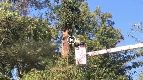 Blackhawk Tree Services