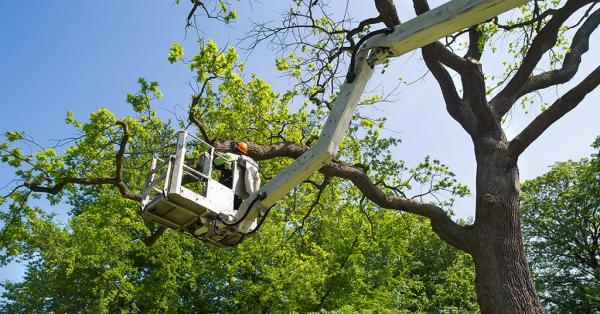 Blackhawk Tree Services
