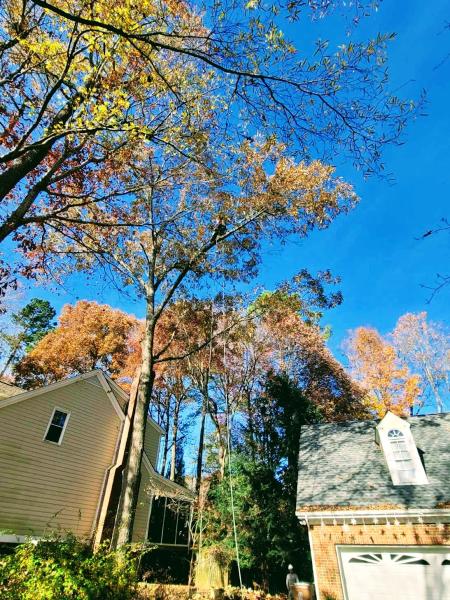Blackhawk Tree Services
