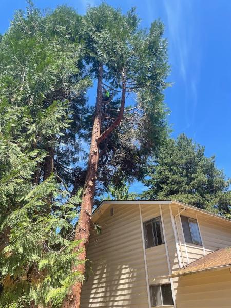 Sky High Tree Care Llc