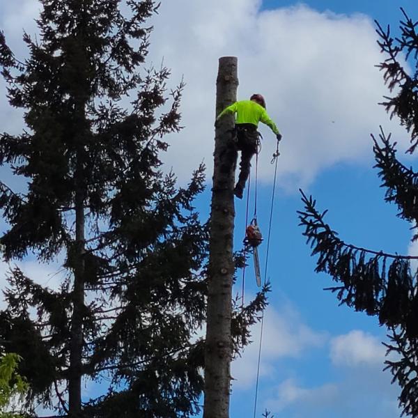 Sky High Tree Care Llc