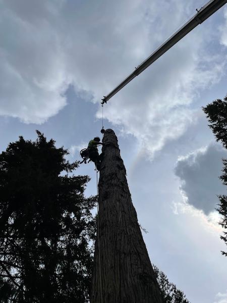 Sky High Tree Care Llc