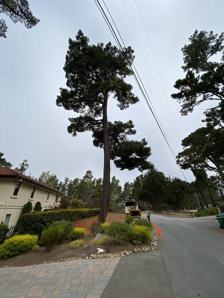 Coyote Tree Service