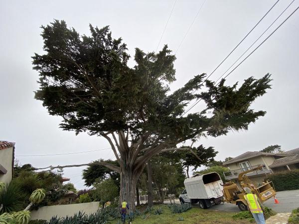 Coyote Tree Service