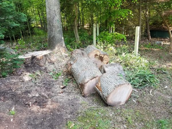Cambium Tree Services