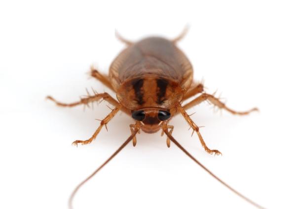 Pestcontrolsupplies.com