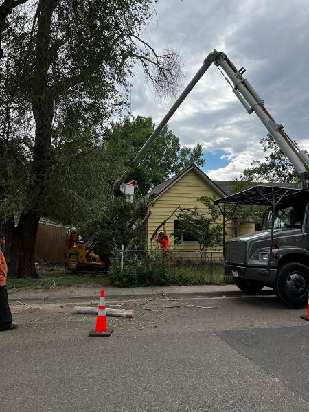 Western Cut Tree Care