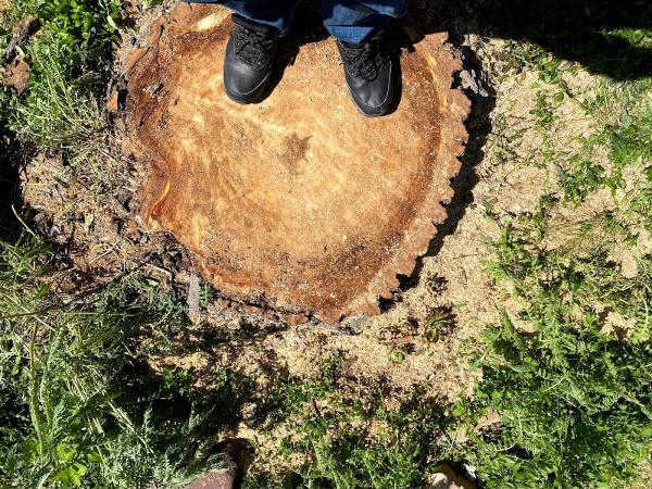 Western Cut Tree Care