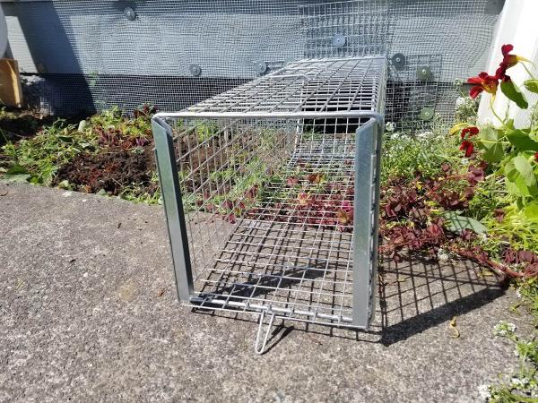 King Wildlife Services