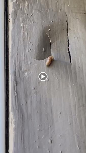 Bite Away Termite and Pest Control Inc