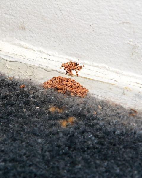 Bite Away Termite and Pest Control Inc