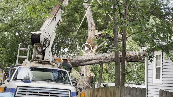 Southfork Tree Services