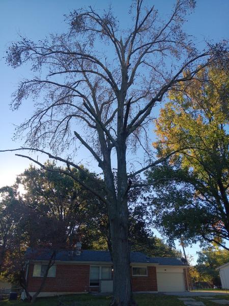 K V Tree Service LLC