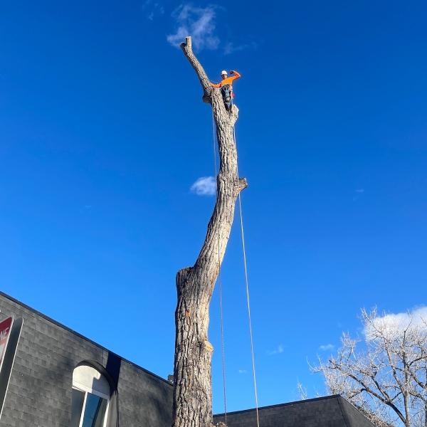 Eden Tree Care