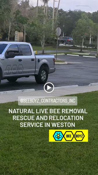 Beeboyz Inc.: Bee Removal