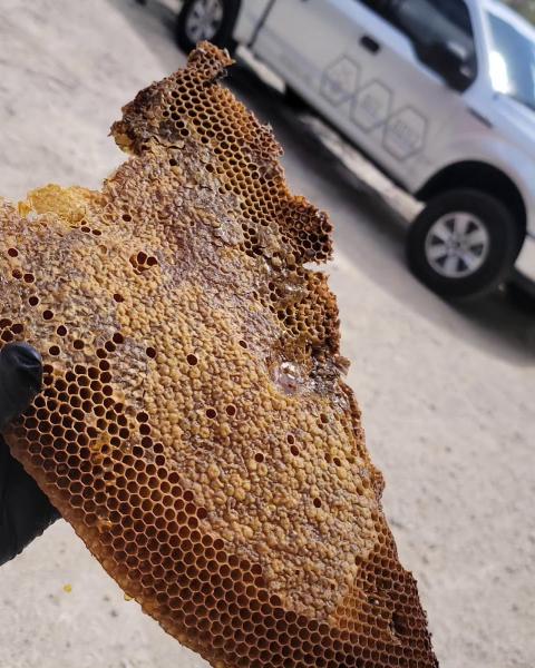 Beeboyz Inc.: Bee Removal