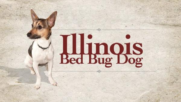 Illinois Bed Bug Dog