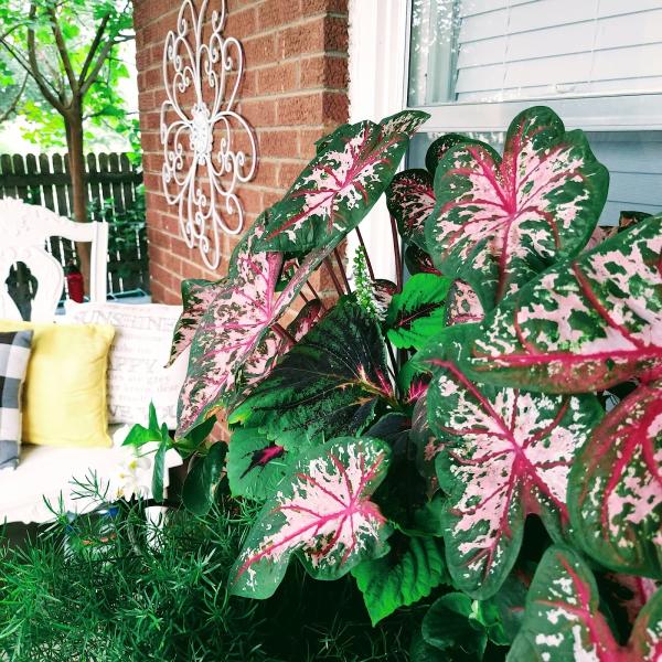Sunshine's Garden Design