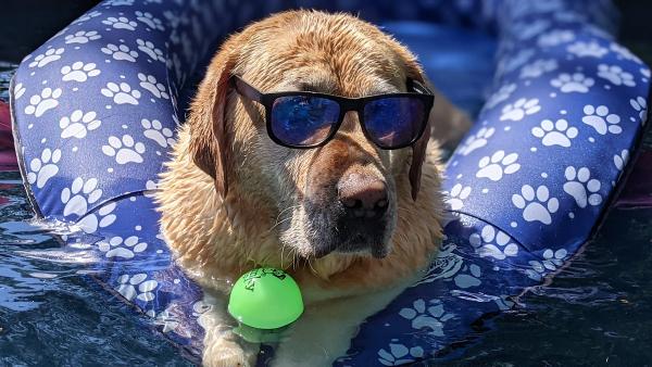 The Pool Boss