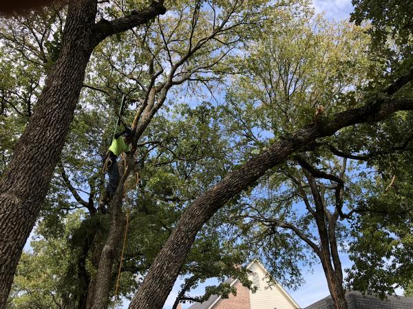 Arborist USA
