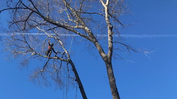 Highline Tree Service L.l.c.