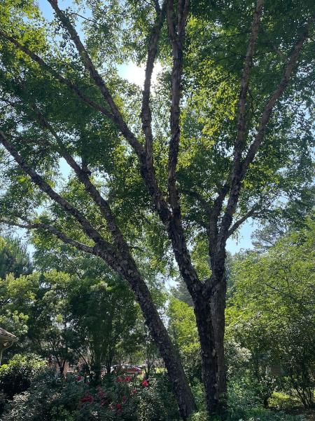 Highline Tree Service L.l.c.