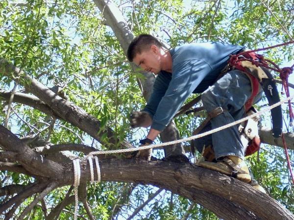 Right Way Tree Service