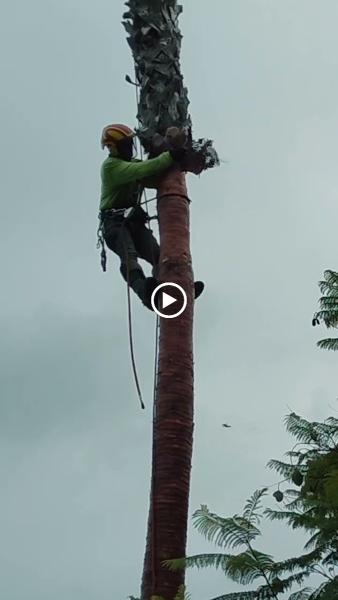 Right Way Tree Service