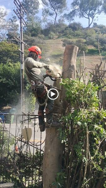 Right Way Tree Service