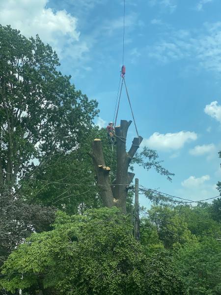 Nunnally's Tree Service
