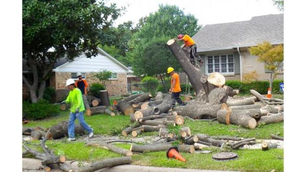 Downers Grove Tree Service