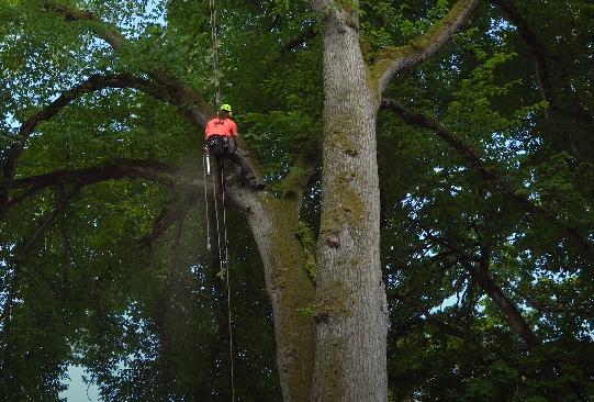 Downers Grove Tree Service