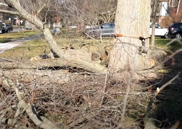 Downers Grove Tree Service